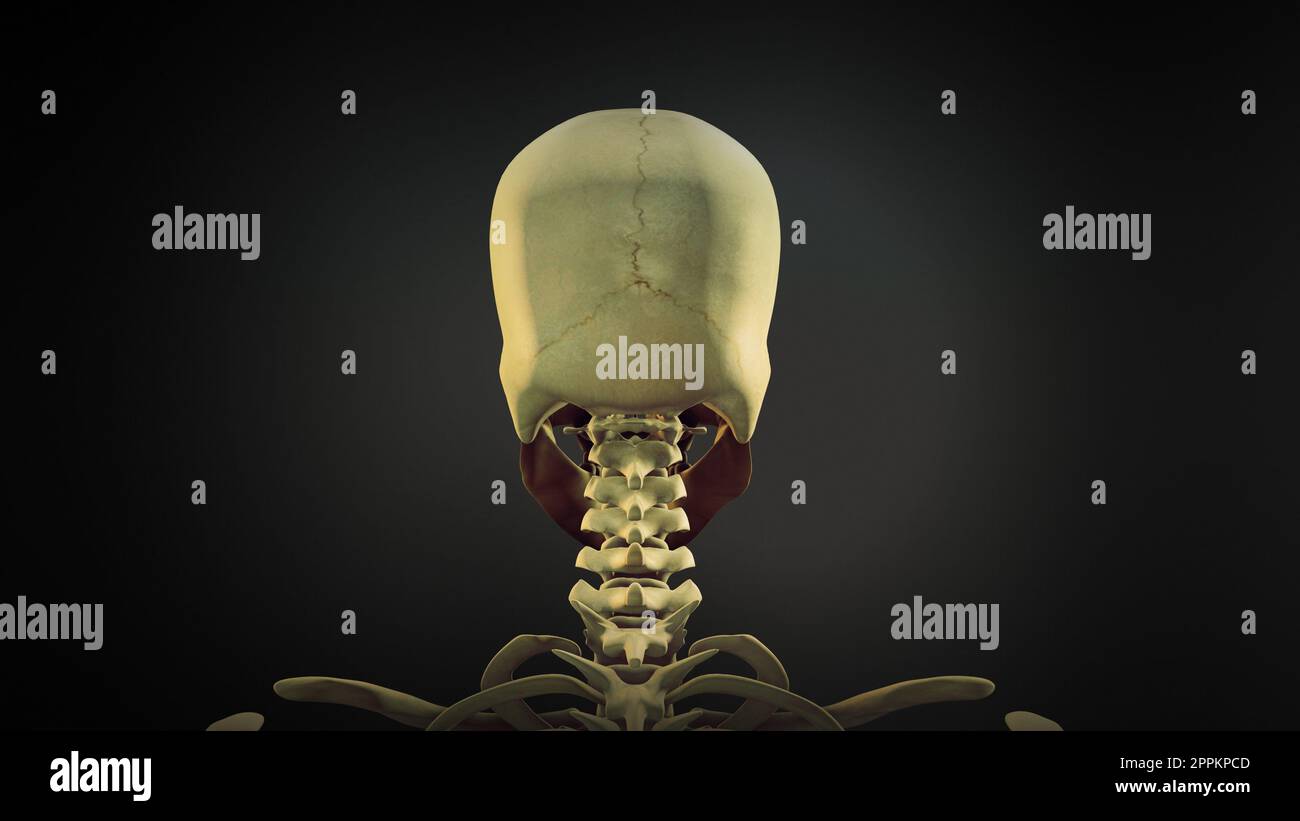 Menschlicher Schädelanatomie-Animationshintergrund Stockfoto