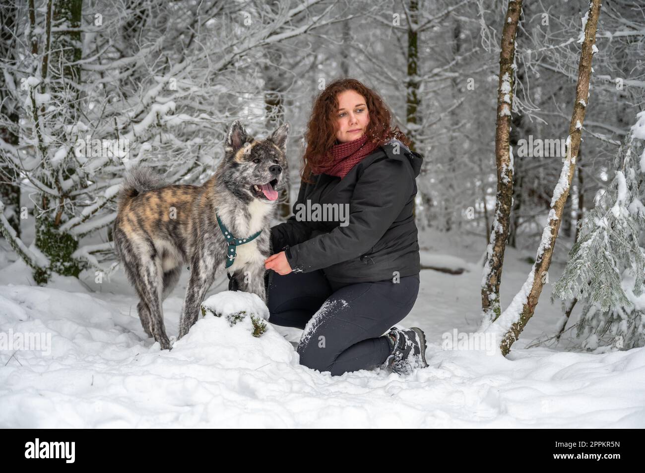 Junge Frau kniet neben ihrem akita inu Hund mit grauem Fell, im Winter im Wald mit viel Schnee Stockfoto