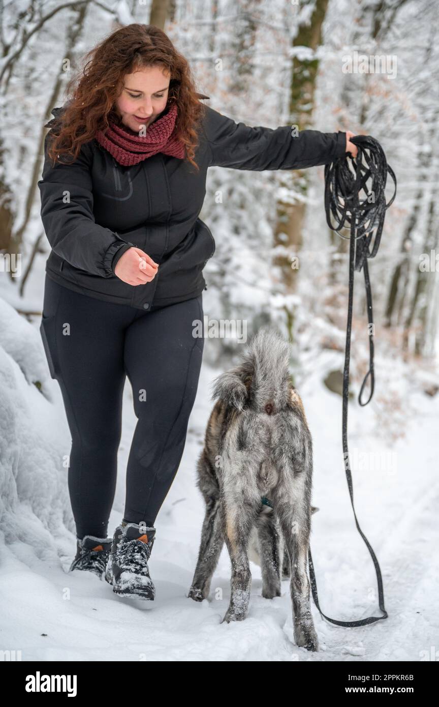 Eine Meisterin mit braunem lockigem Haar hält eine Hundeleine, enthüllt die Leine, akita inu Hund mit grauem orangefarbenem Fell im Winter mit viel Schnee Stockfoto