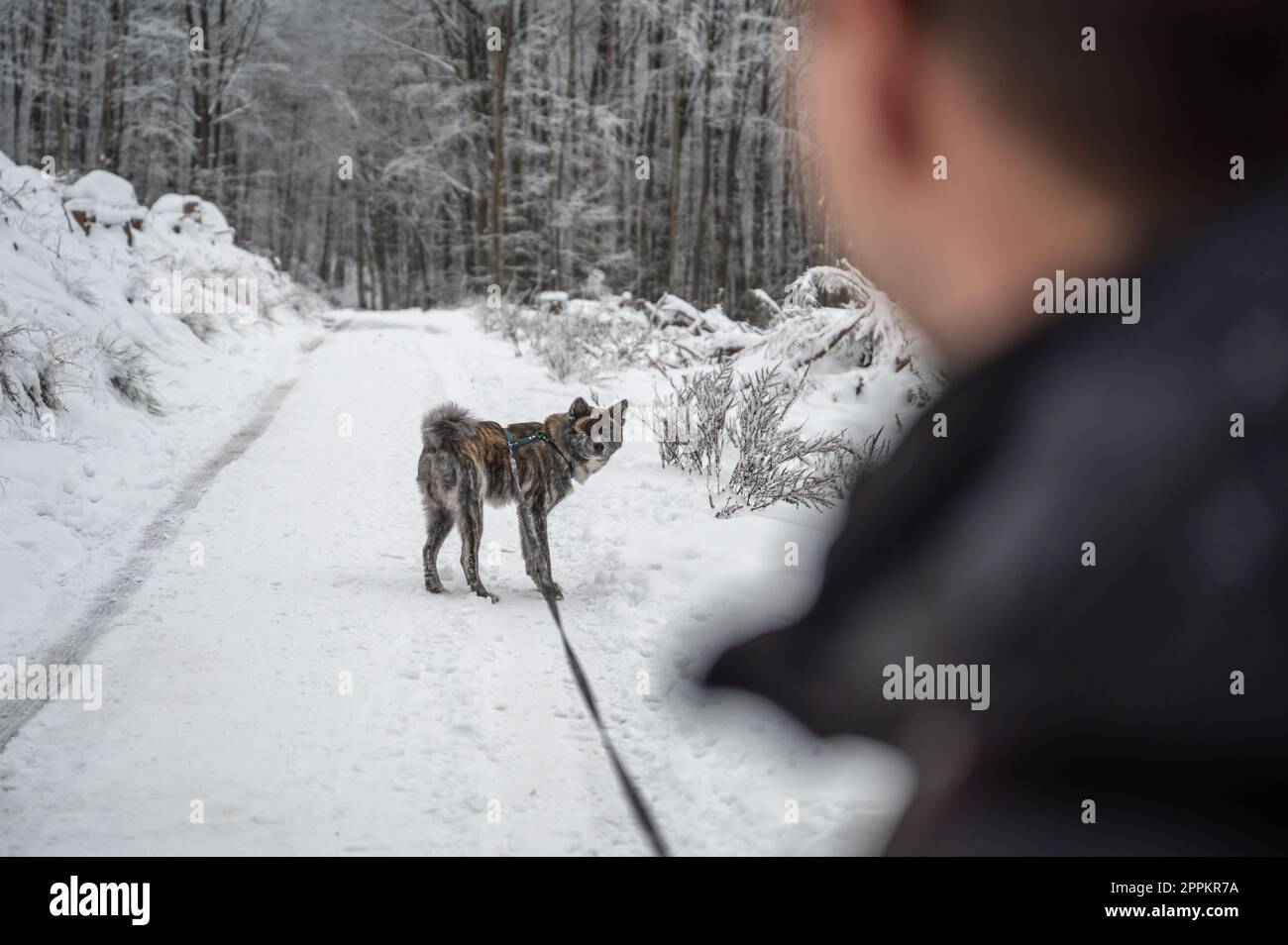 Ein junger Mann mit kurzen braunen Haaren geht im Winter mit seinem grauen akita inu Hund im Wald spazieren, wobei er viel Schnee hat. Beide schauen sich an und konzentrieren sich auf den Hintergrund Stockfoto