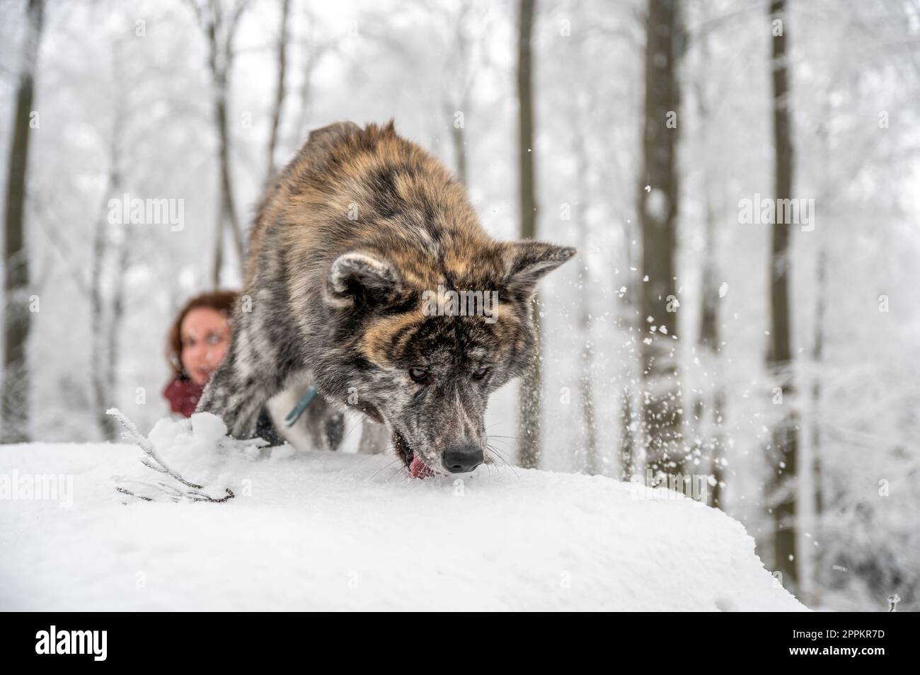 Akita inu Hund mit grauem und orangefarbenem Fell klettert im Winter mit viel Schnee auf einen Felsen im Wald, weibliche Meisterin mit braunen Locken im Hintergrund Stockfoto