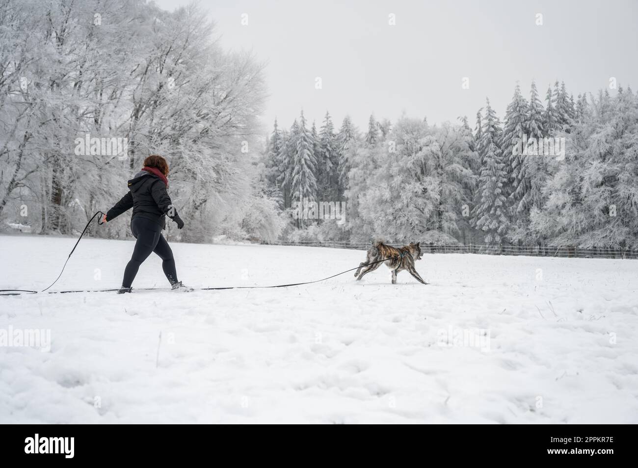 Eine Frau mit lockigem Haar und warmer Kleidung führt ihren akita inu Hund mit grauem Fell im Winter mit Schnee, der Hund läuft Stockfoto