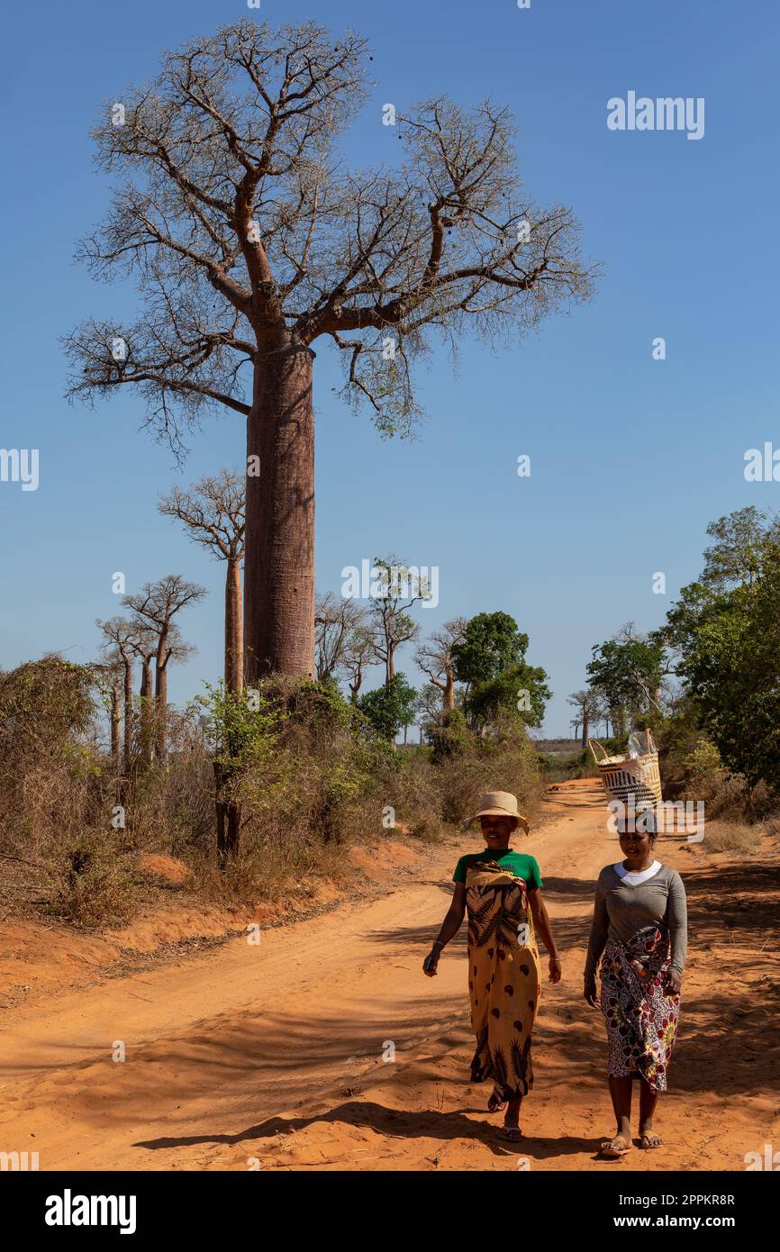 Madagassische Frauen mit Korb auf dem Kopf gehen auf einer unbefestigten Straße zwischen Baobabs durch die traditionelle Landschaft Madagaskars. Stockfoto