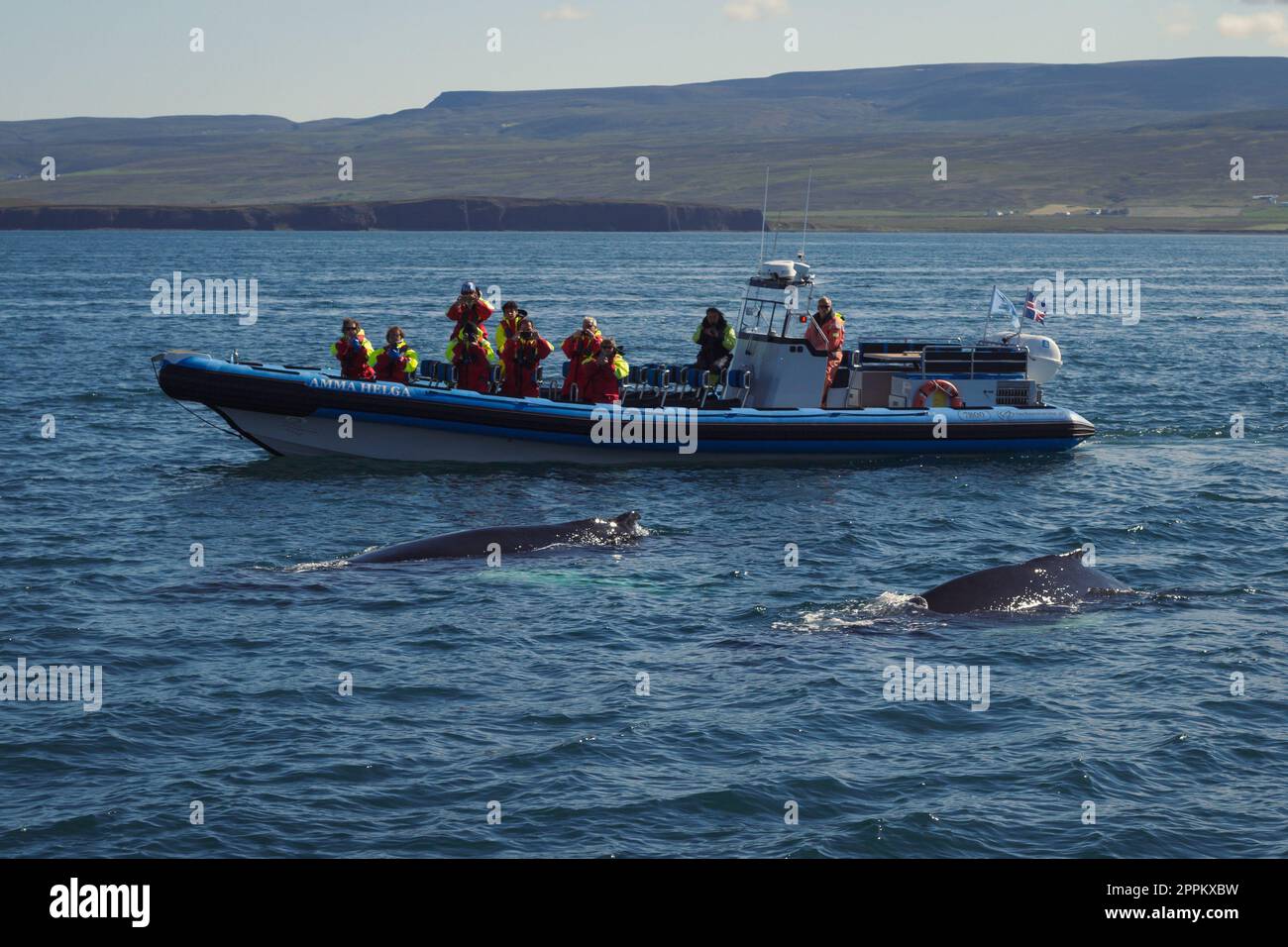 Menschen, die Fotos von Delfinlandschaften machen Stockfoto