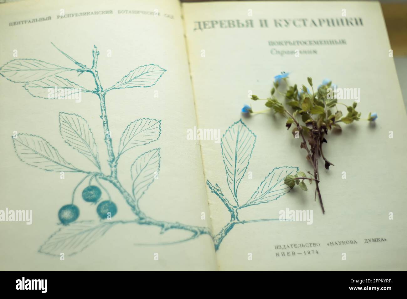 Nahaufnahme blauer Wildblumen-Strauß, der auf offenen Buchseiten liegt Konzeptfoto Stockfoto