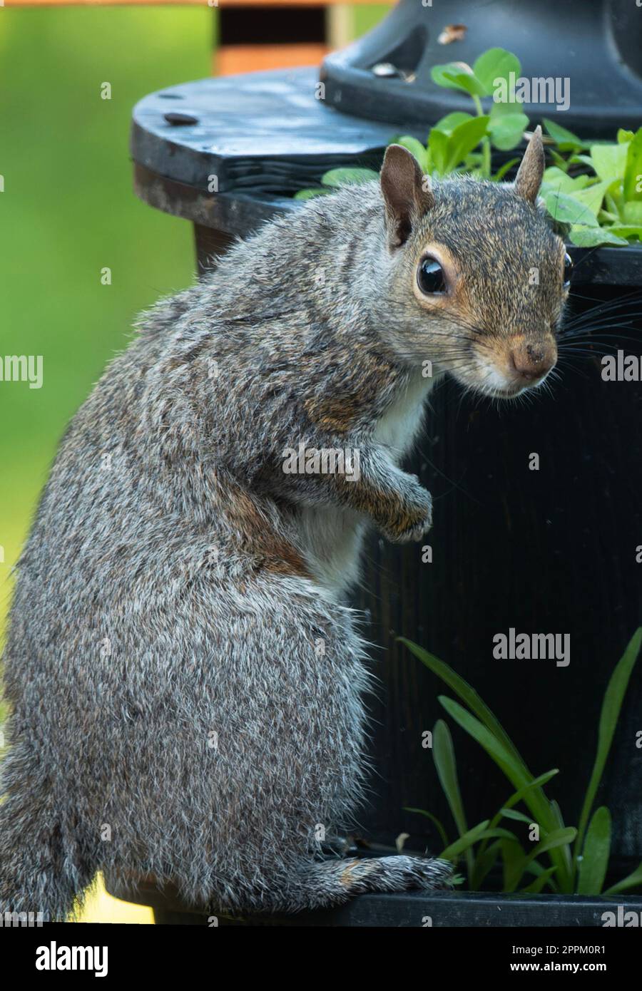 Ein Eichhörnchen auf dem Hinterhof-Deck Stockfoto