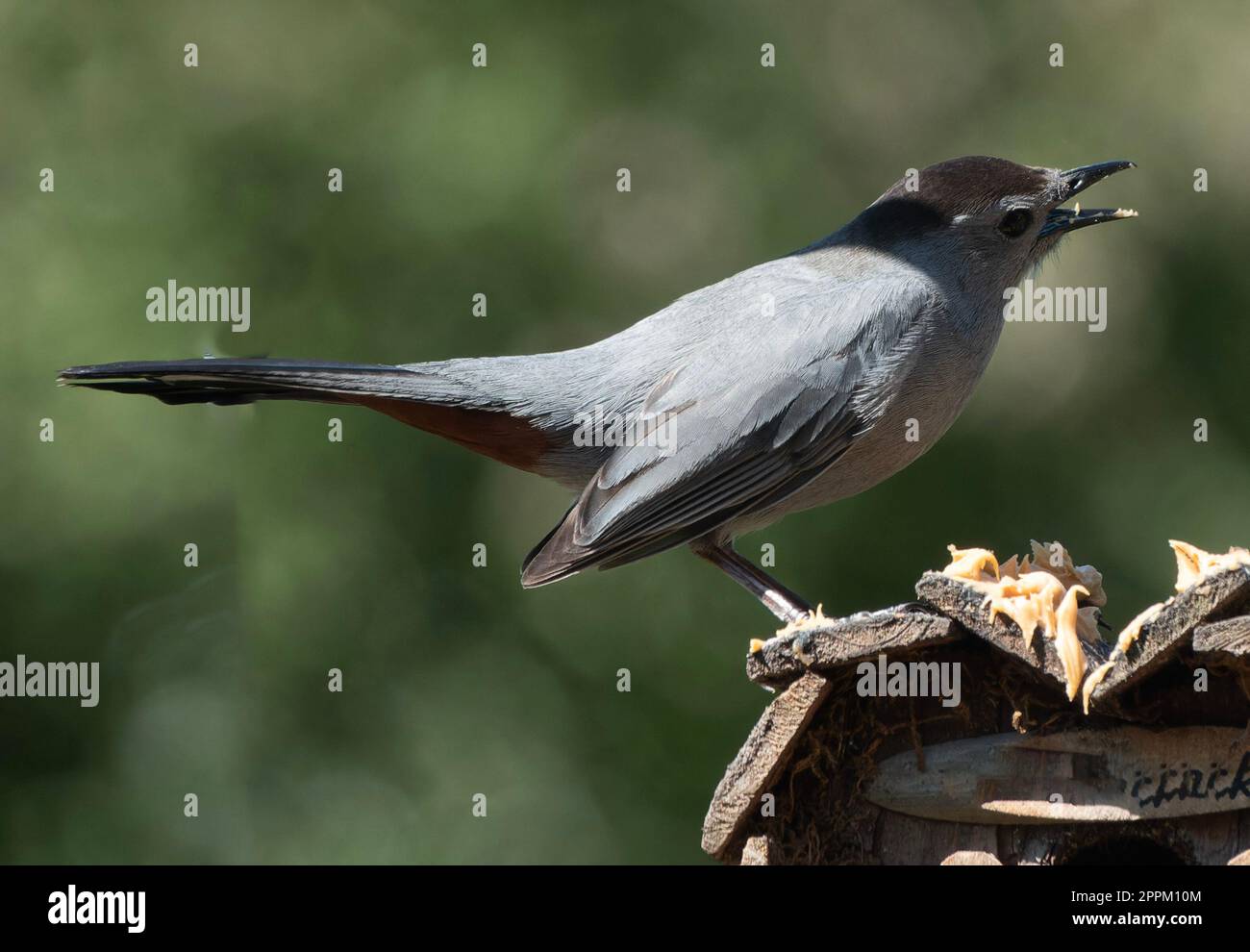 Ein grauer Catbird auf dem Deck Stockfoto