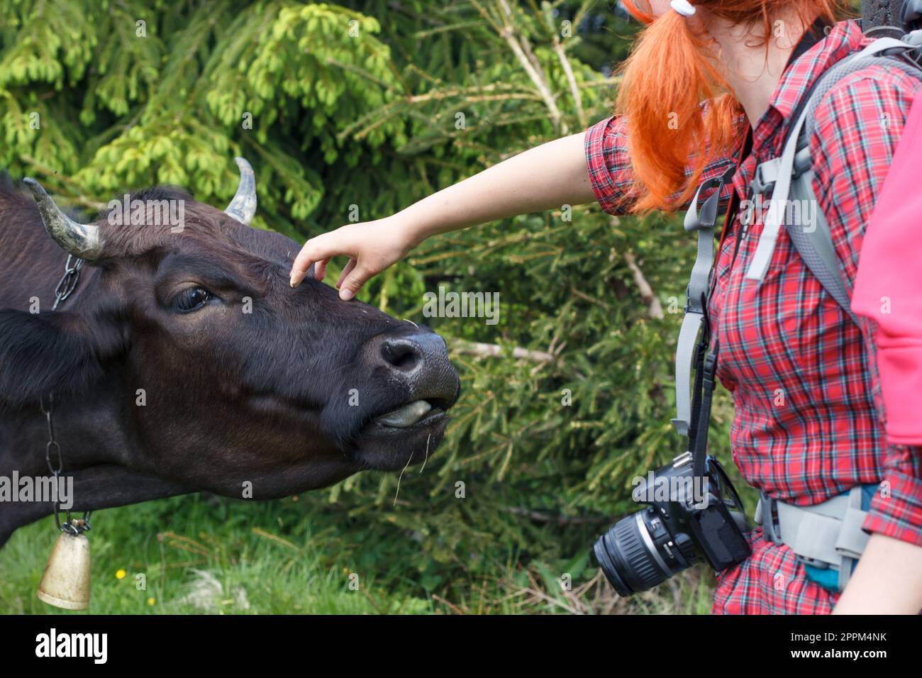 Nahaufnahme einer Fotografin, die eine Kuh streichelt, mit einem Glockenfoto Stockfoto