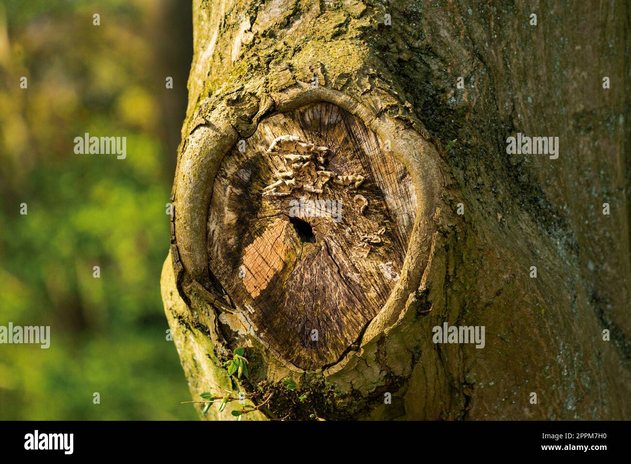 Baumstamm Abgeschnittener Ast Stockfoto