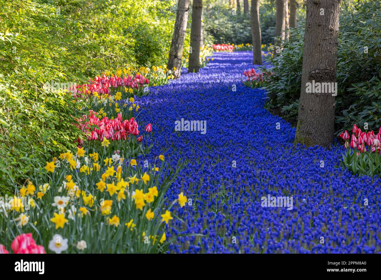 Muscariblüten (Muscari armeniacum) und Narcissus jonquilla, Rush narcis im Blumengarten Keukenhof, Lisse, Niederlande Stockfoto