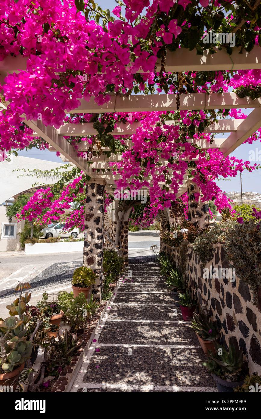 Blühende rote Bougainvillea blüht auf Santorini. Stockfoto