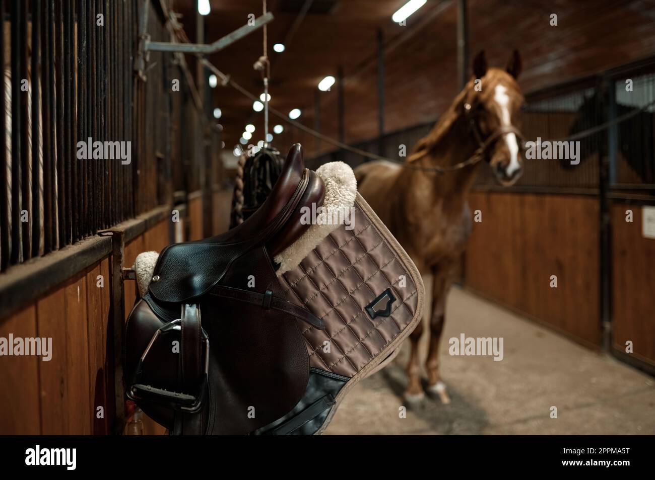 Sattelfokus in zeitgenössischen Pferdeställen Stockfoto