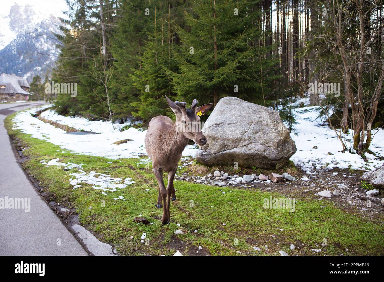 Ausgewachsene Hirsche, die in der Nähe der Straße im Wald in die Kamera schauen. Wildtiere, freie Tiere Stockfoto