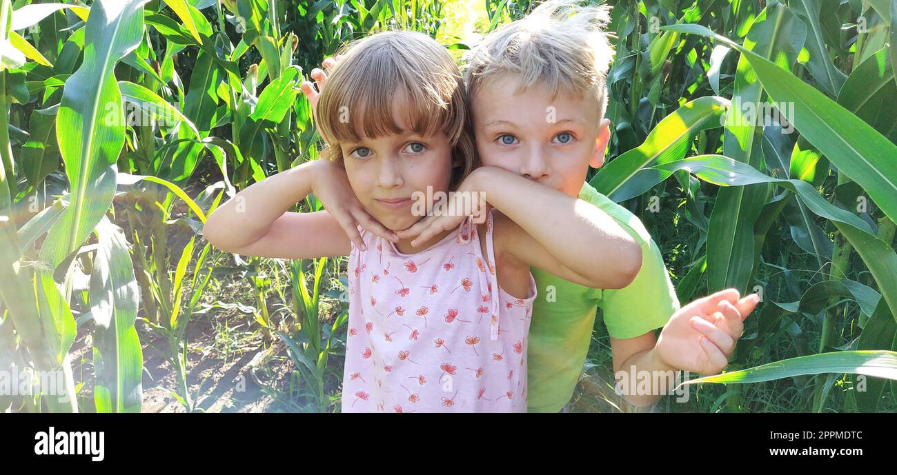 Kinder im Mais. Ein Junge und ein Mädchen im Alter von 6 und 7 Jahren gehen auf dem Weg zwischen großen Maispflanzen. Auf dem Feld spielen. Ich sehe in die Kamera. Sommerzeit. Kinder mit blonden Haaren Stockfoto