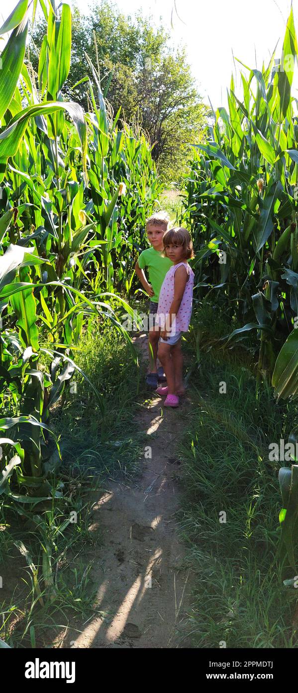 Kinder im Mais. Ein Junge und ein Mädchen im Alter von 6 und 7 Jahren gehen auf dem Weg zwischen großen Maispflanzen. Auf dem Feld spielen. Ich sehe in die Kamera. Sommerzeit. Kinder mit blonden Haaren. Stockfoto