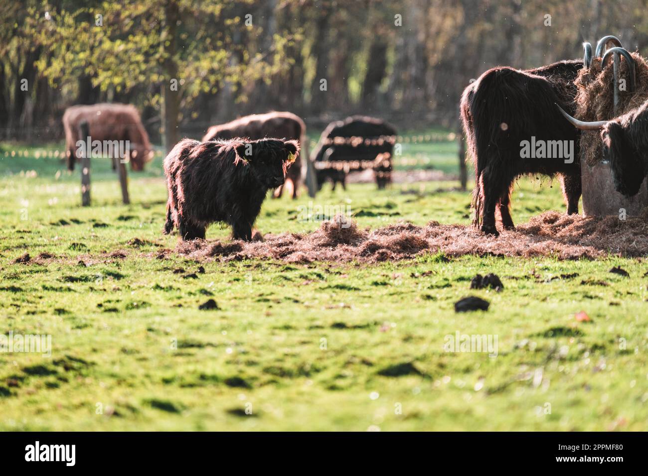 Highland kämpft bei Sonnenlicht auf einem Feld Stockfoto