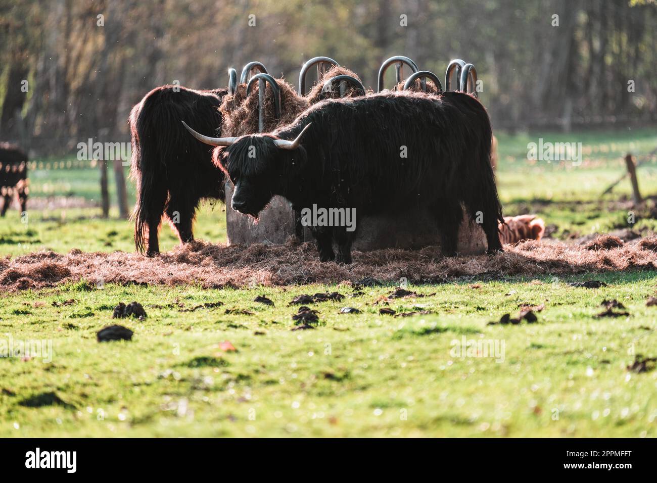 Highland kämpft bei Sonnenlicht auf einem Feld Stockfoto