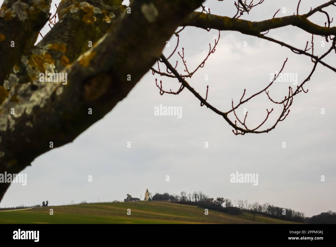 Sie stehen auf einem Baum und blicken auf einen Hügel mit einer Kirche Stockfoto
