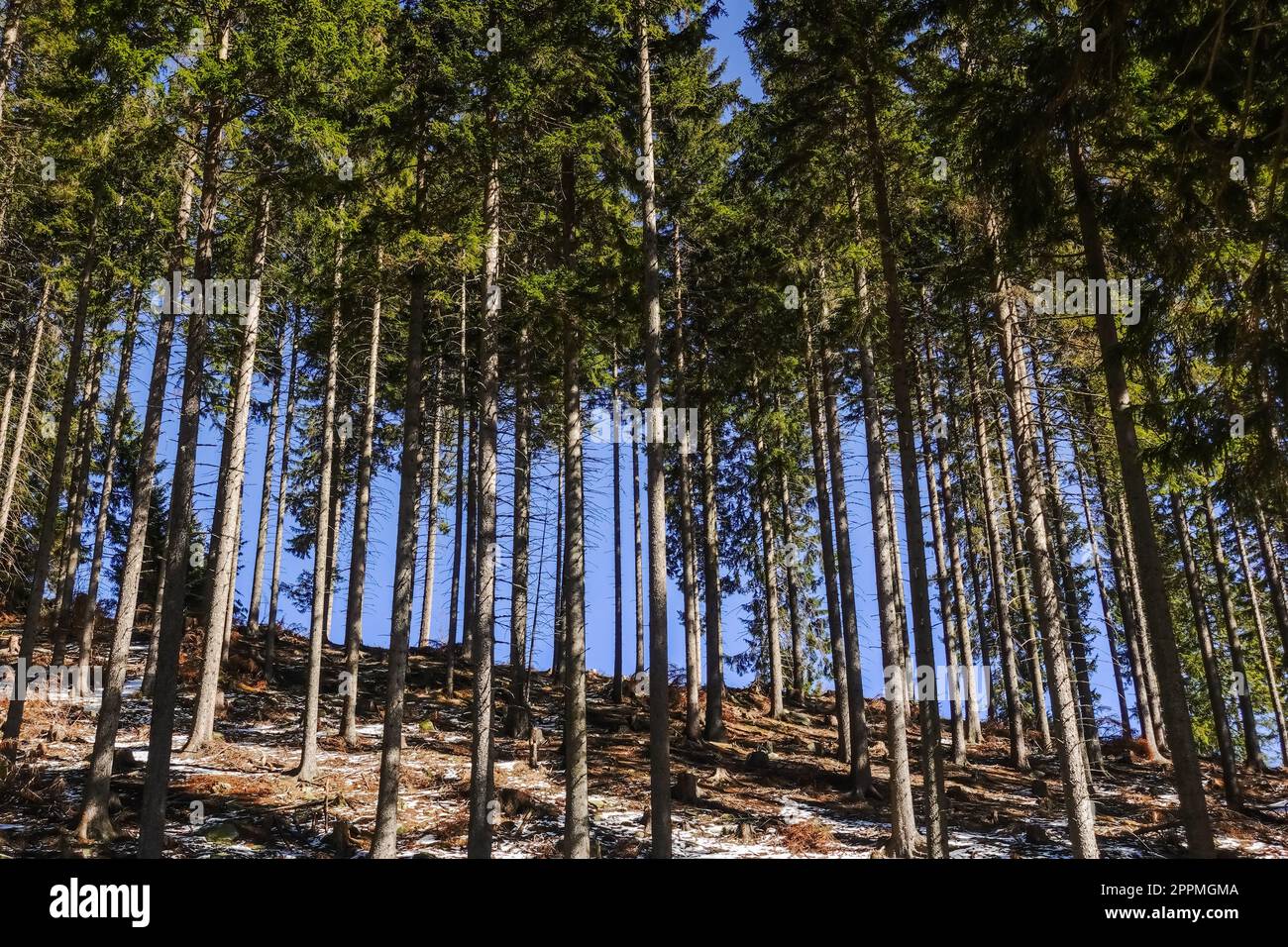 Gerade grüne Kiefern in einem Wald und dunkelblauer Himmel im Frühling Stockfoto