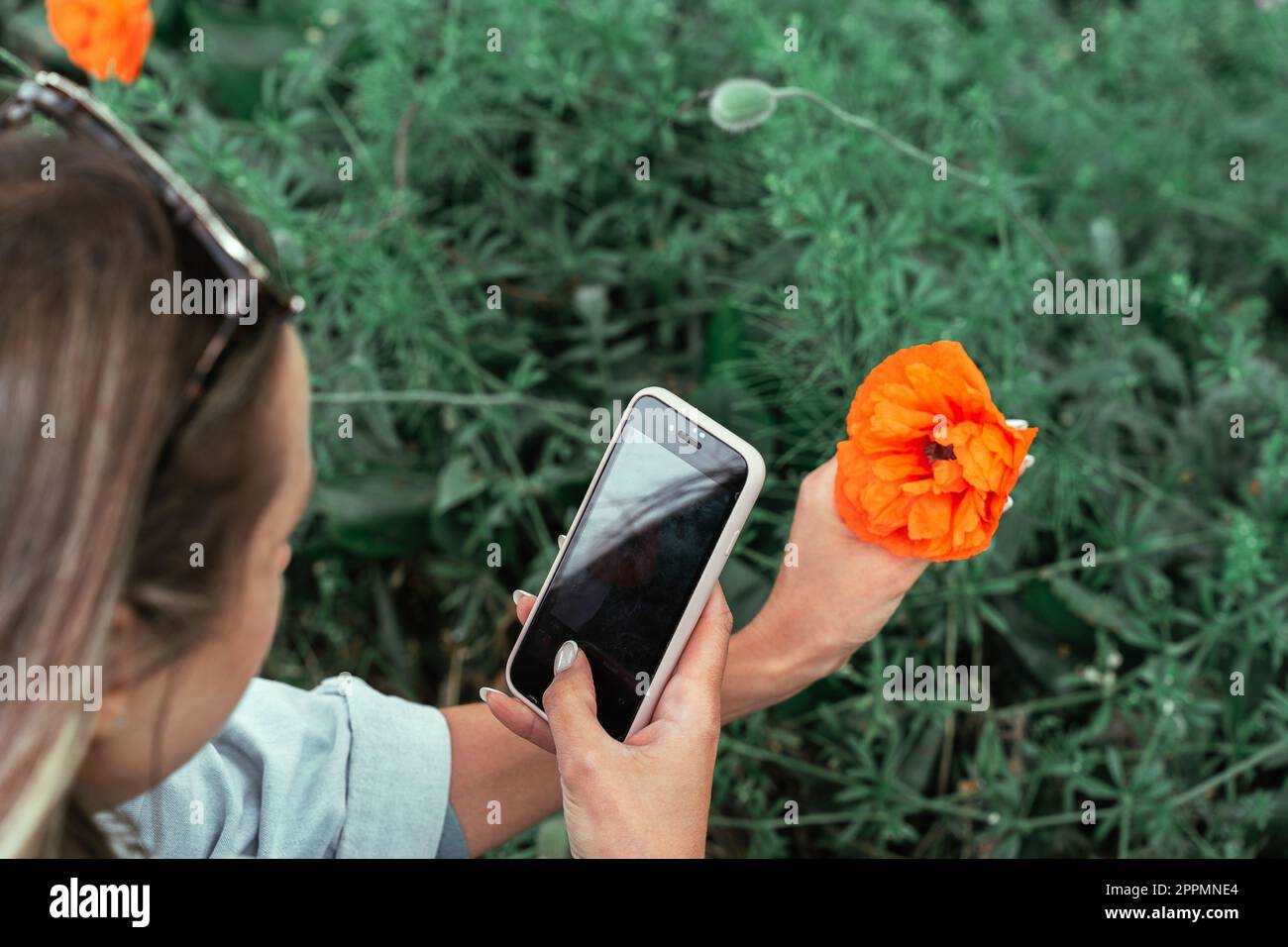 Eine Frau fotografiert eine Mohnblume mit einer Nahaufnahme auf ihrem Smartphone im Frühling Stockfoto