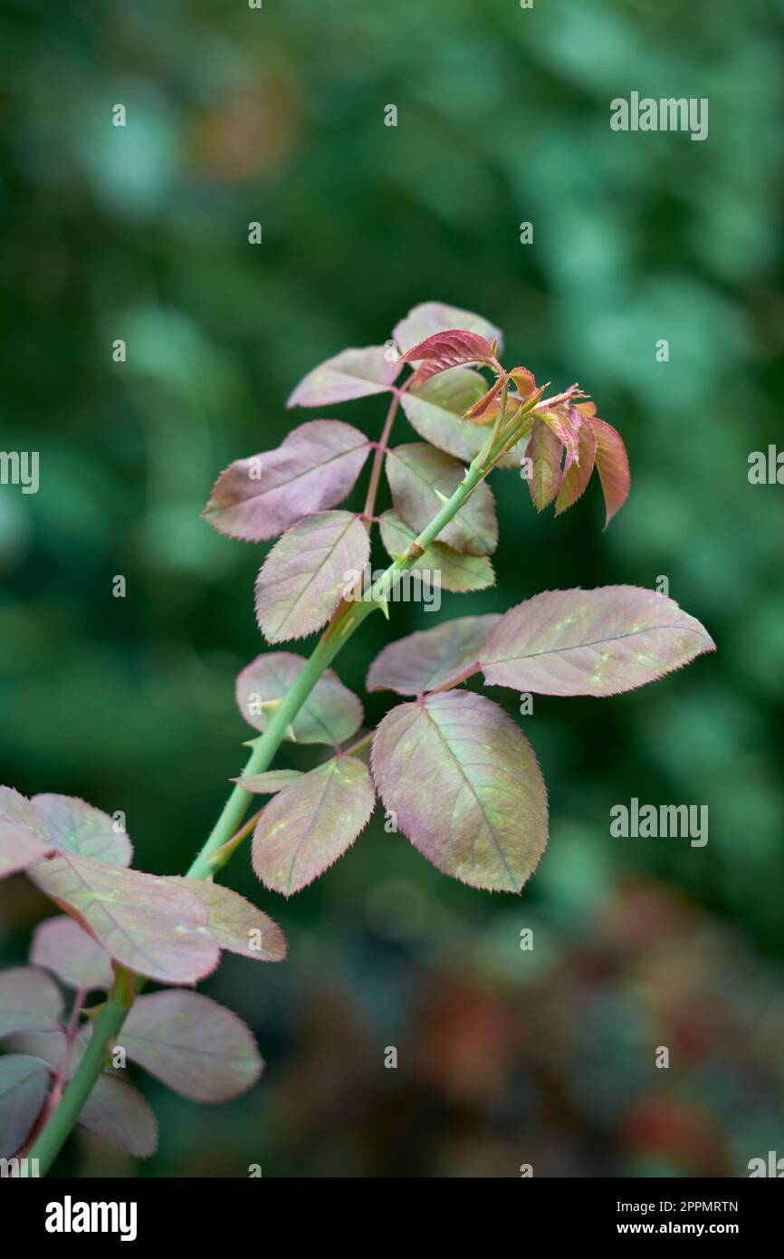 Nahaufnahme junger und wachsender roter oder bronzefarbener Blätter in Rosenpflanzen, unreife Pflanze schützen vor uv-Strahlen, schützen vor der Sonne, selektiv Stockfoto