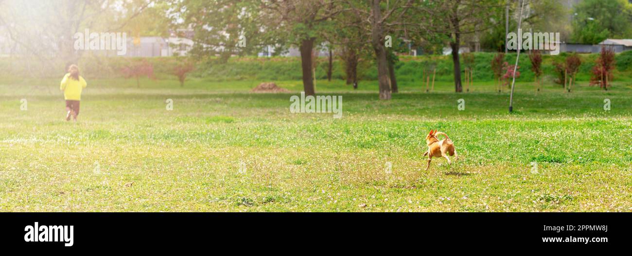 Bannerfrau, Tierbesitzerin und ihr kleiner Hund laufen über den Rasen und genießen die Jagd im Freien. Stockfoto