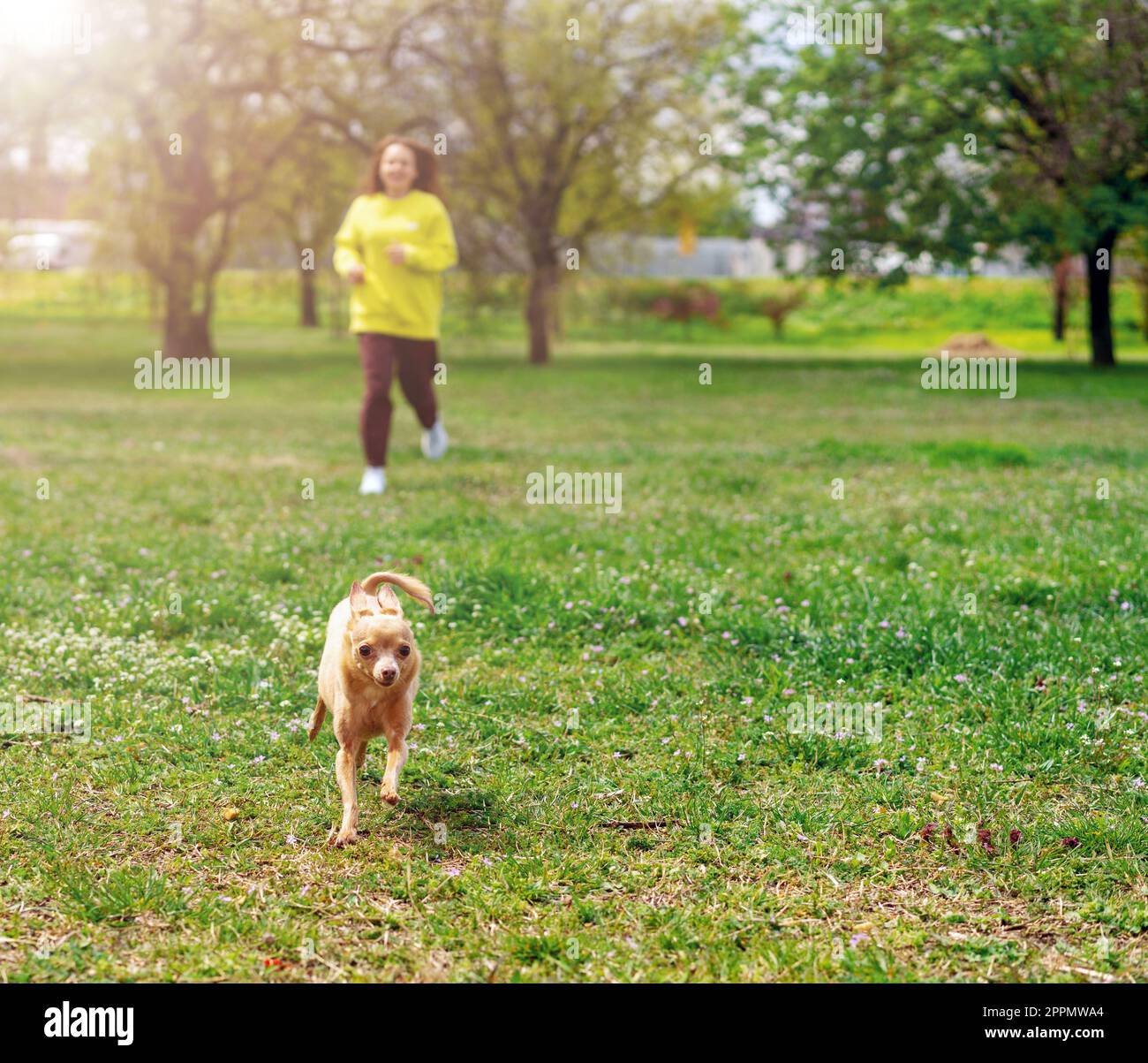 Eine Tierbesitzerin und ihr kleiner Hund Rennen über den Rasen und genießen die Jagd im Freien. Stockfoto