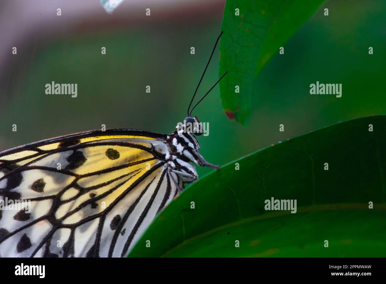 Nahaufnahme eines großen Nymphe-Schmetterlings auf einem üppigen grünen Blatt Stockfoto