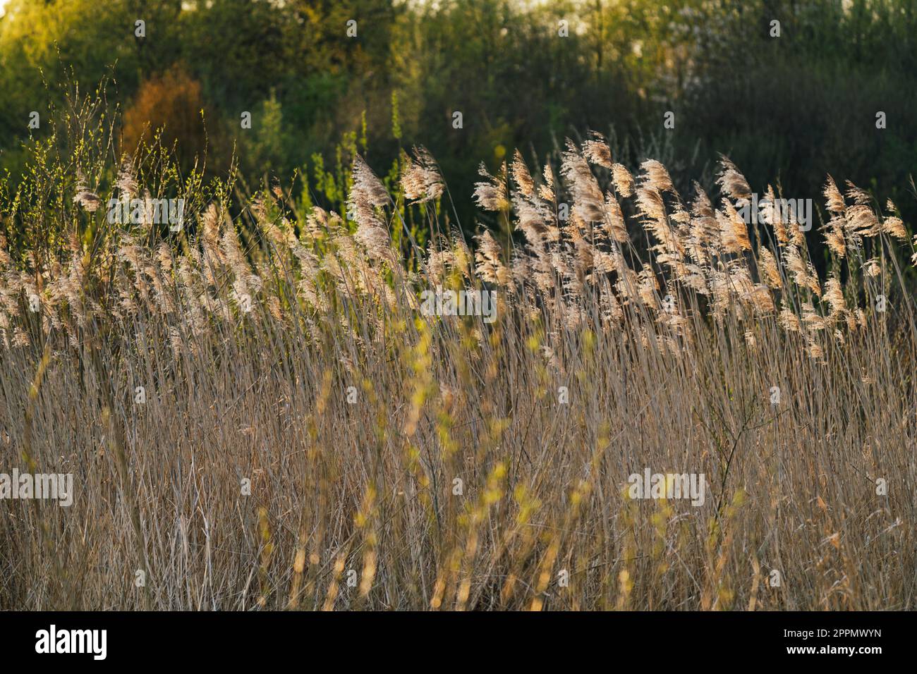 Getrocknete Schilfpflanzen Feuchtgebiet-Pflanzen im Wind-Hintergrund Stockfoto