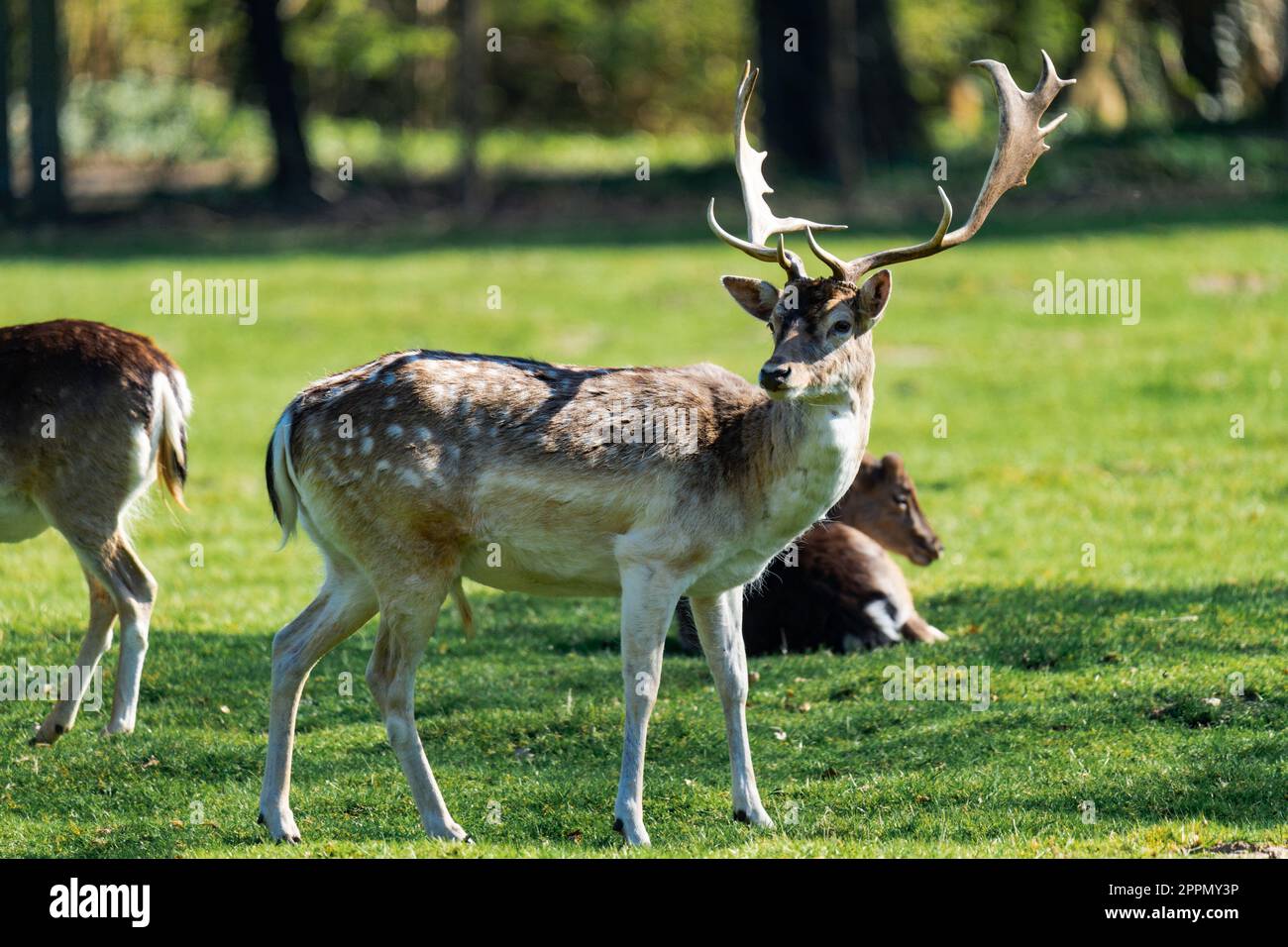 Männliches Reh, das von weiblichen Rehen umgeben ist Stockfoto