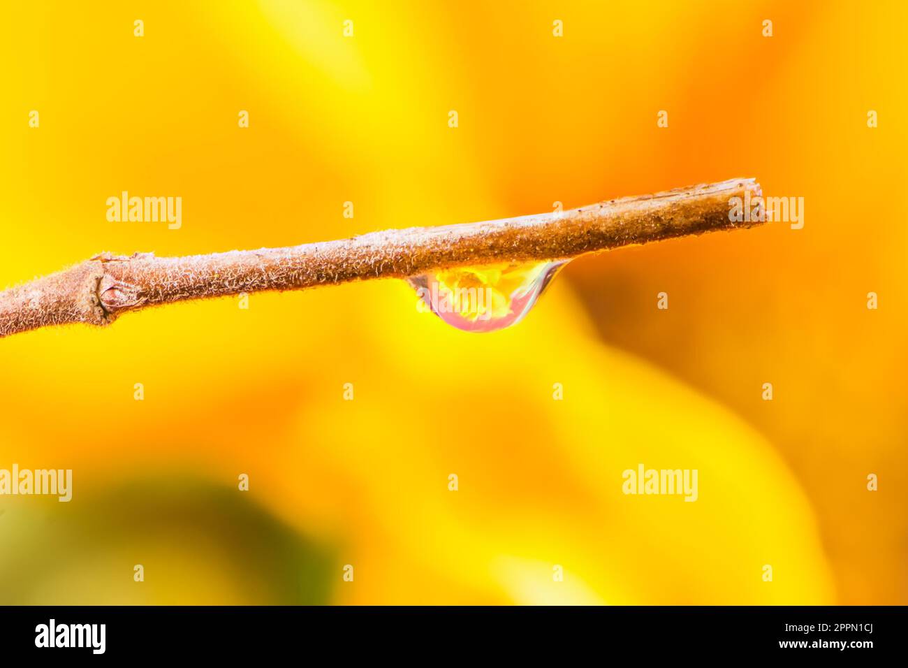 Makro von einer Blume Brechung in einem Tautropfen auf einem Zweig Stockfoto