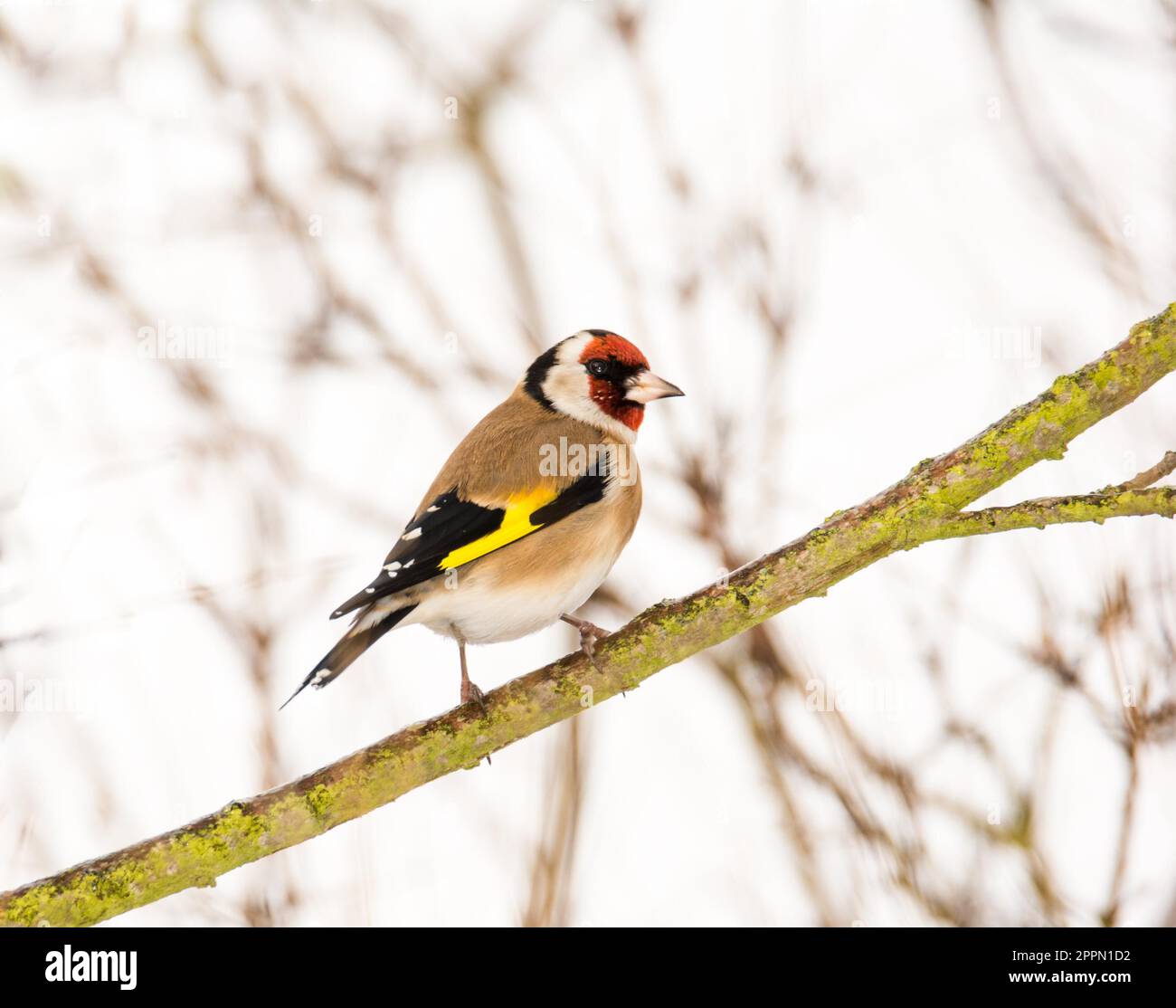 Nahaufnahme eines Europäischen goldfinch Sitzen auf einem Ast Stockfoto