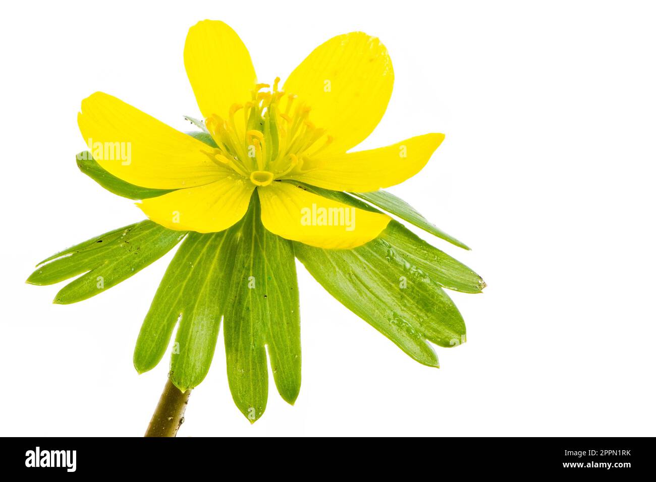 Isolierte gelbe Blüten der Winteraconitblüte (Eranthis hyemalis) Stockfoto