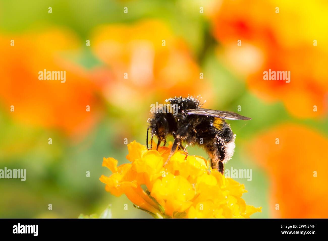 Makro einer Hummel sammeln Nektar auf einer Lantana Camara Blume Stockfoto