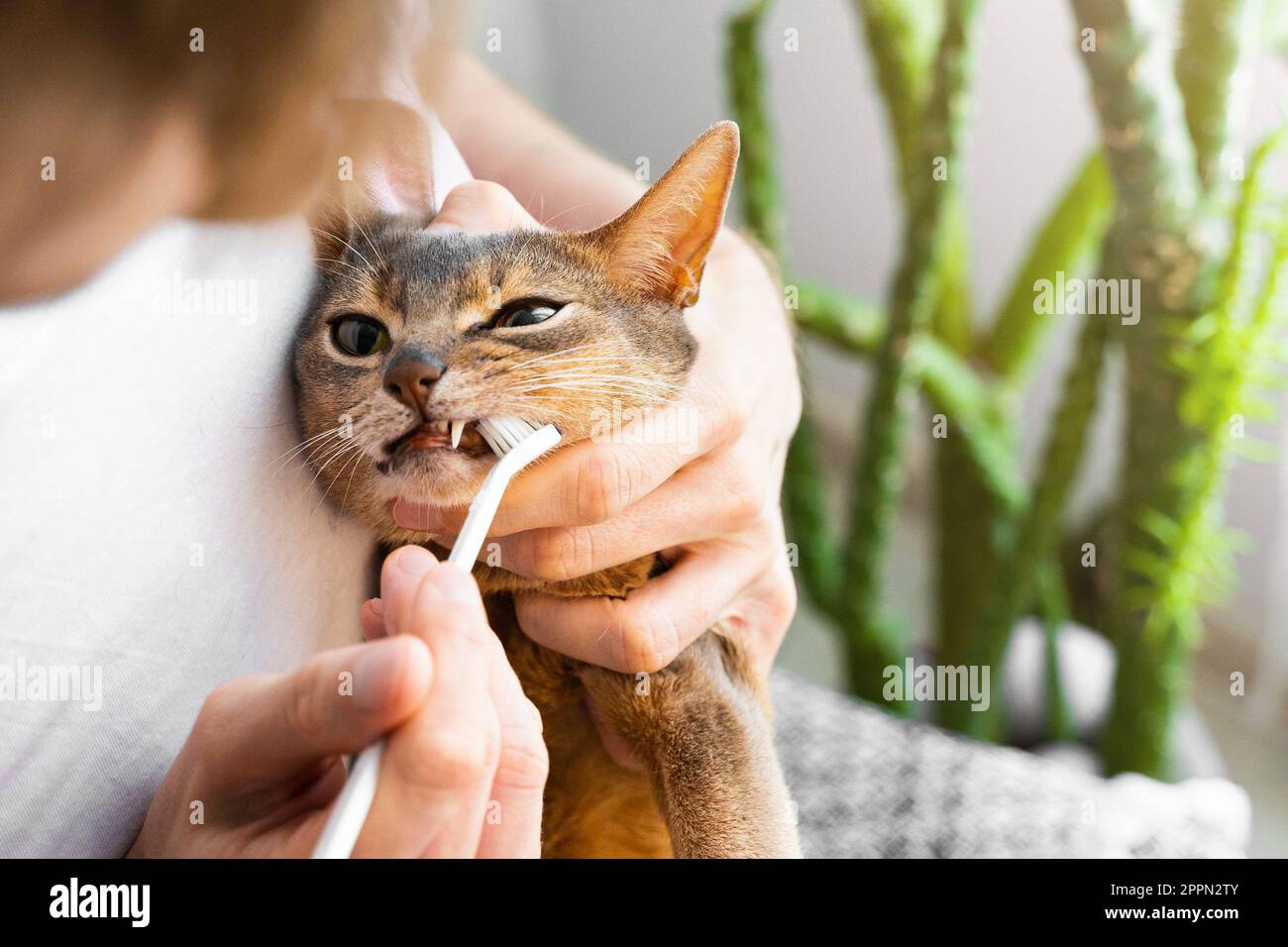 Ein Mann im weißen T-Shirt, der zu Hause die Zähne der süßen blauen abyssinischen Katze putzt. Lifestyle und tägliches Haustierpflegekonzept. Speicherplatz kopieren Stockfoto
