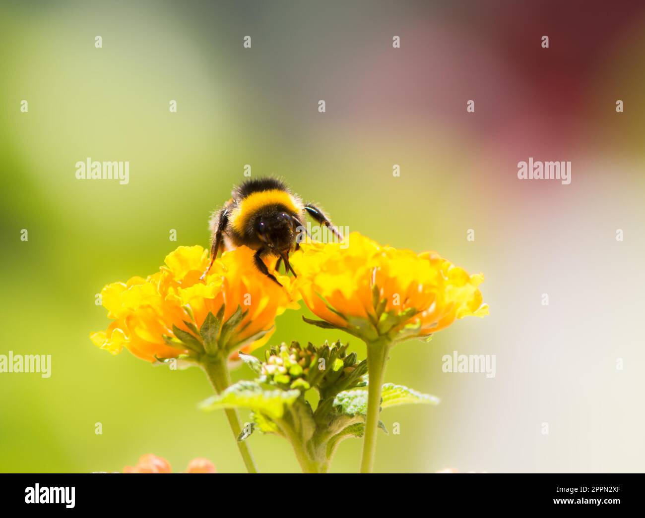 Bumblebee sammeln Pollen auf einer Lantana Camara Blume Stockfoto