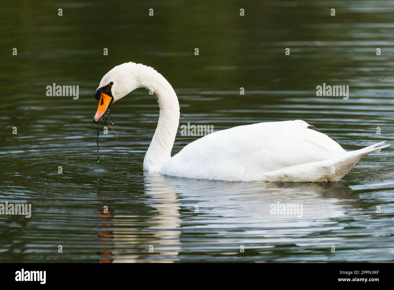 Nahaufnahme eines Schwans am See Stockfoto