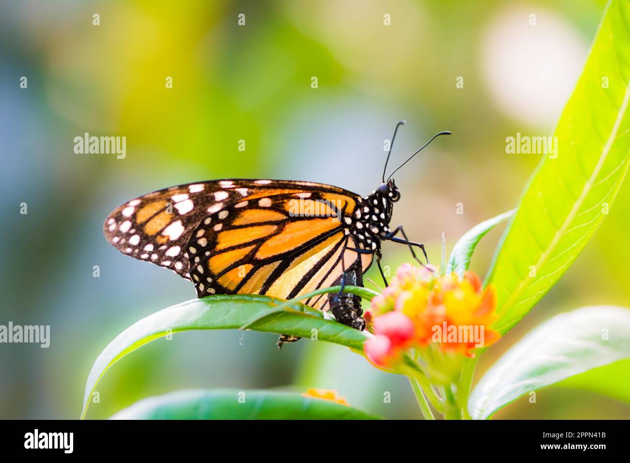 Makro einer Monarchfalter (danaus Plexippus) auf einer Blume Stockfoto