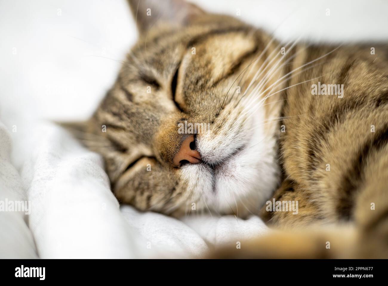 Süße, süße Katze, die auf dem Bett schläft blanke Stockfoto