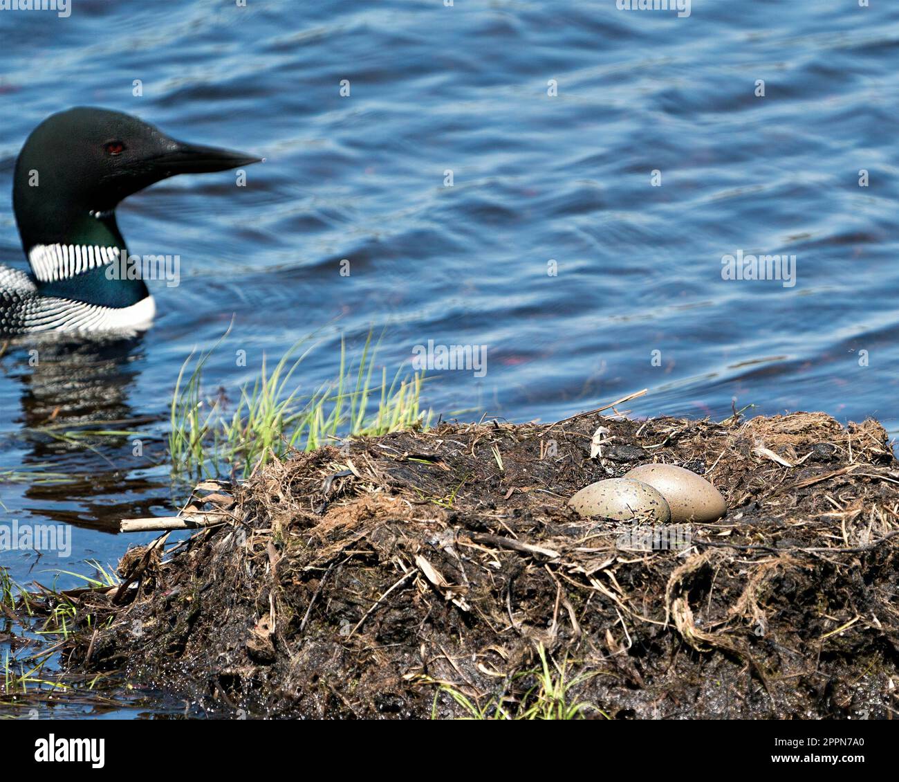 Loon schwimmt an ihrem Nest mit zwei braunen Eiern im Nest mit Sumpfgräsern, Schlamm in seiner Umgebung und seinem Lebensraum mit schwarzen und weißen Federn, Stockfoto