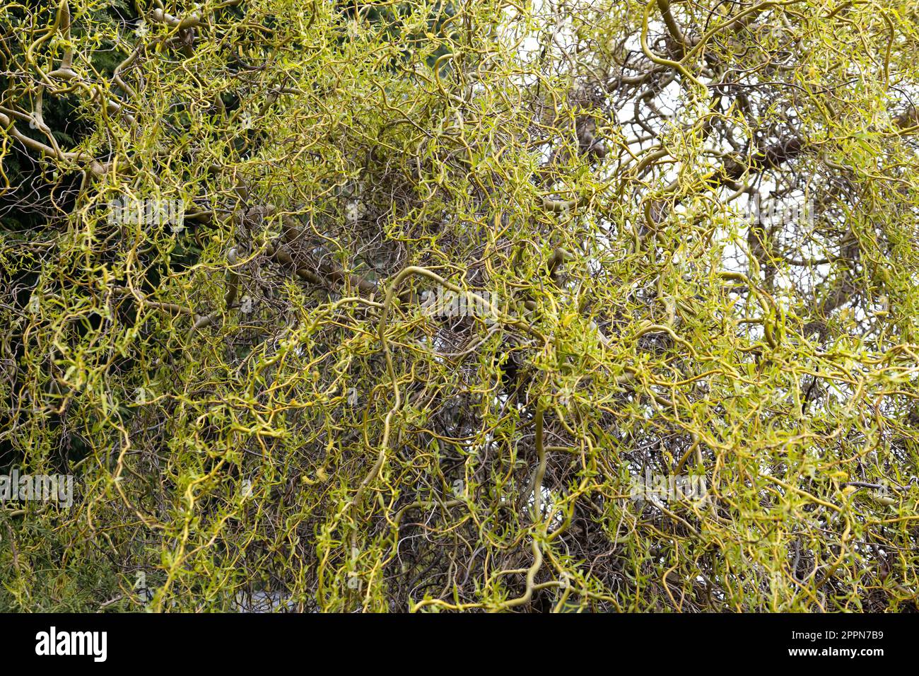 Nahaufnahme von Salix matsudana - geschwungener Weidenbaum im Frühling. Stockfoto