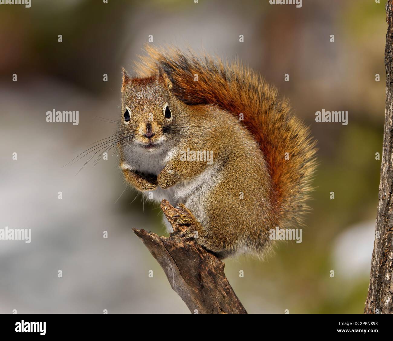 Blick auf das Eichhörnchen, sitzen auf einem Baumzweig und schauen auf die Kamera mit einem unscharfen Hintergrund, der buschigen Schwanz in seiner Umgebung und seinem Lebensraum zeigt. Stockfoto