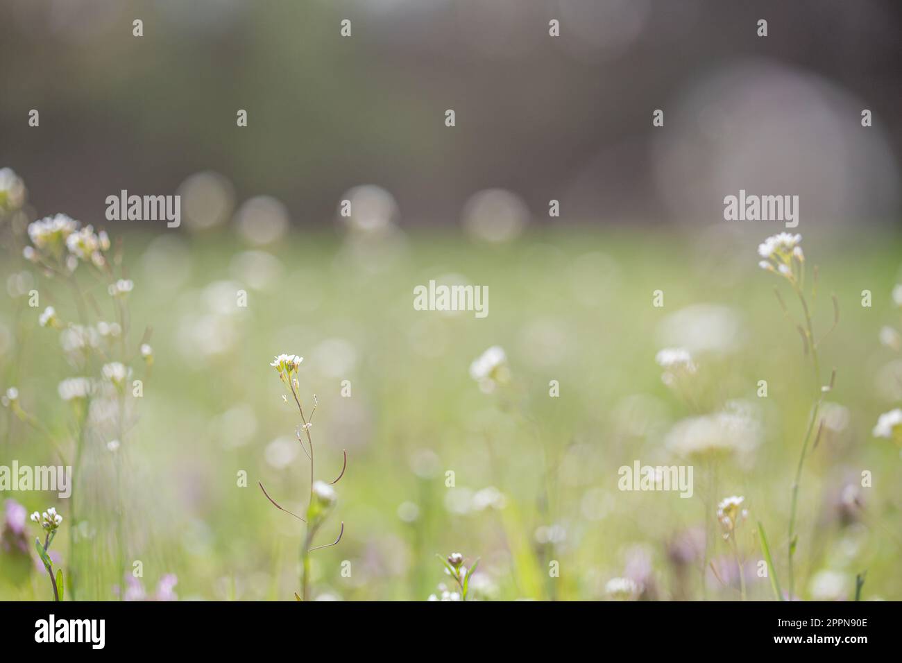 Arabidopsis thaliana (Talkresse) kleine Unkrautmodellpflanze auf einem Feld Stockfoto