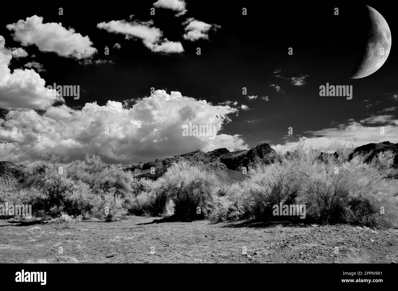 Die Sonora-Wüste und der Mond im Zentrum von Arizona, USA Stockfoto