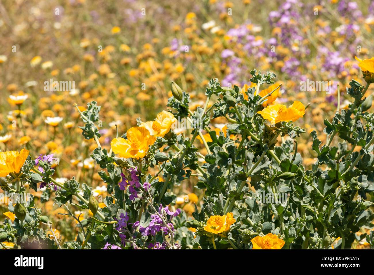 Frühlingsgelb und violette Wildblumen in Griechenland Stockfoto