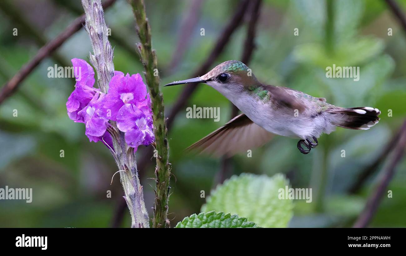 Weibliche Schneekappenfütterung an einer Blume, Costa Rica Stockfoto