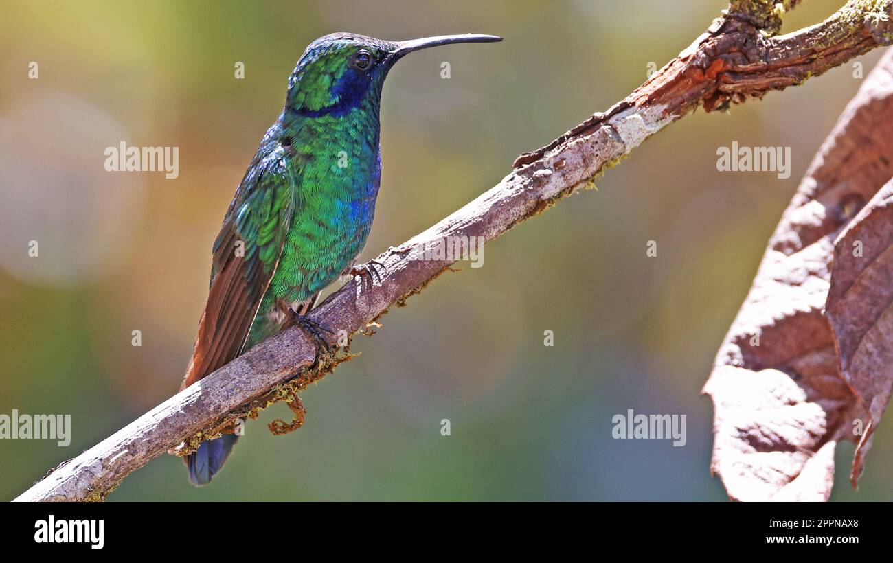 Kleiner Violetar, farbenfroher Kolibri von Costa Rica Stockfoto
