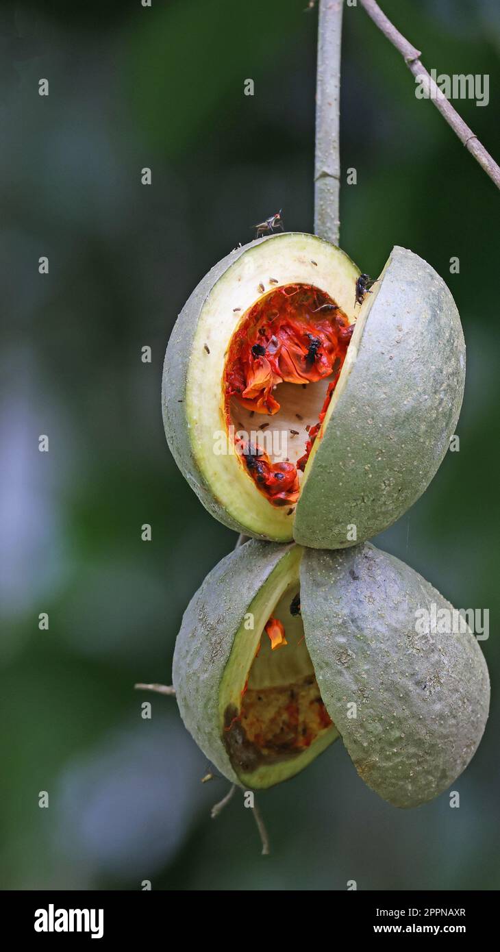Reife Früchte des Regenwaldes, die sich öffnen, um die Samen zu verbreiten, Costa Rica Stockfoto