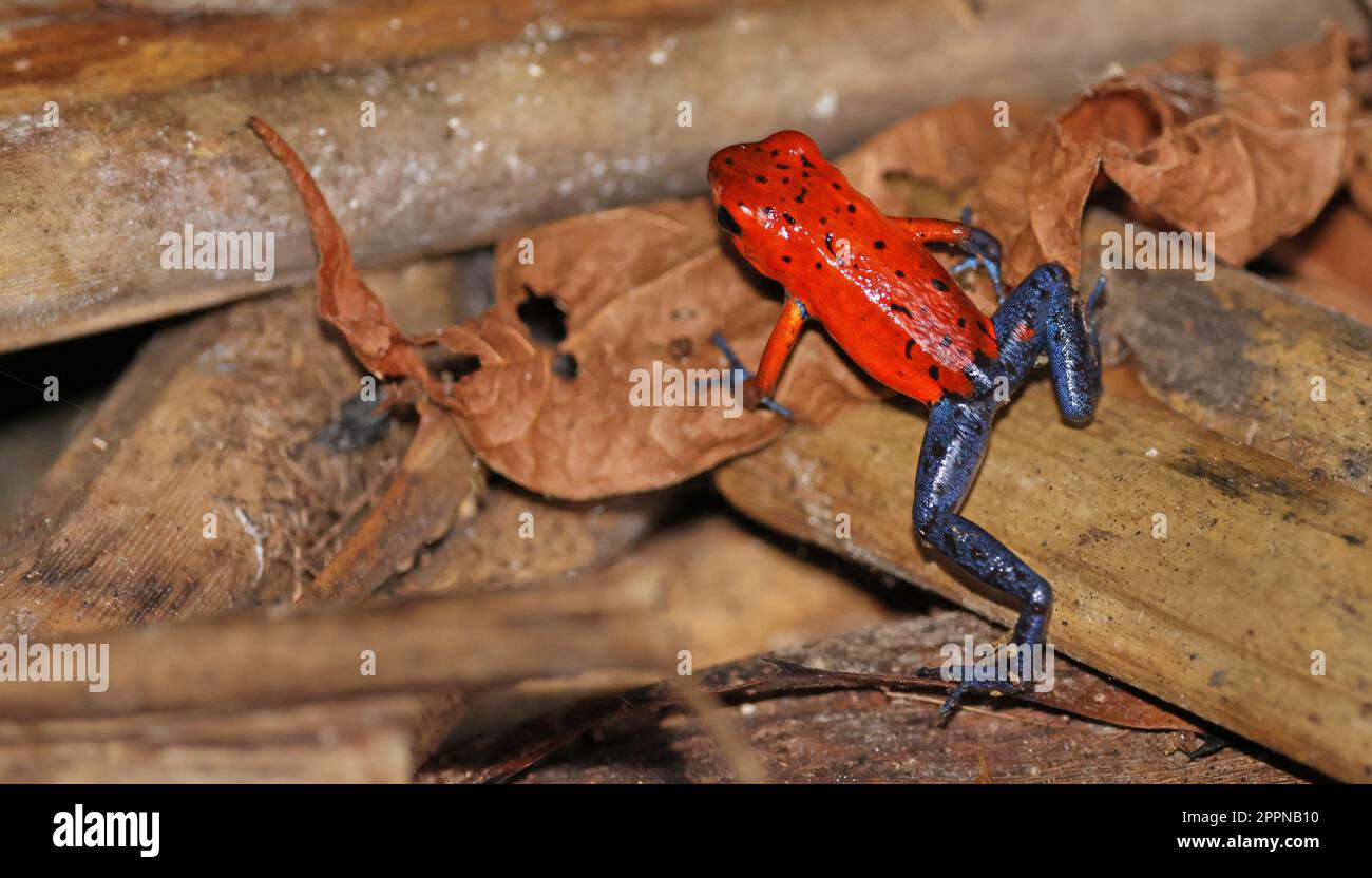 Erdbeer-Giftpfeil-Frosch auf grünem Blatt, Costa Rica Stockfoto