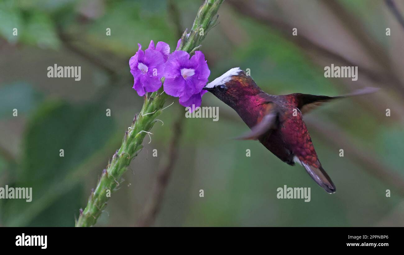 Männchen-Schneekappen-Fütterung an einer Blume in Costa Rica Stockfoto